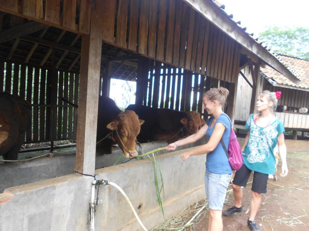 Ijen Bondowoso Home Stay Kültér fotó